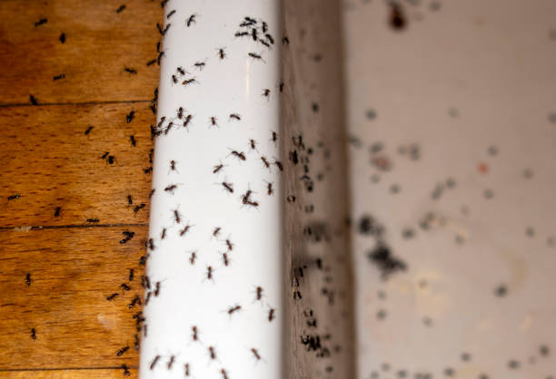 Best Pest Control Near Me  in Lombard, IL