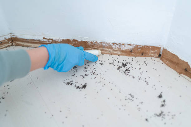 Professional Pest Control in Lombard, IL